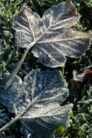 Frosted Leaves